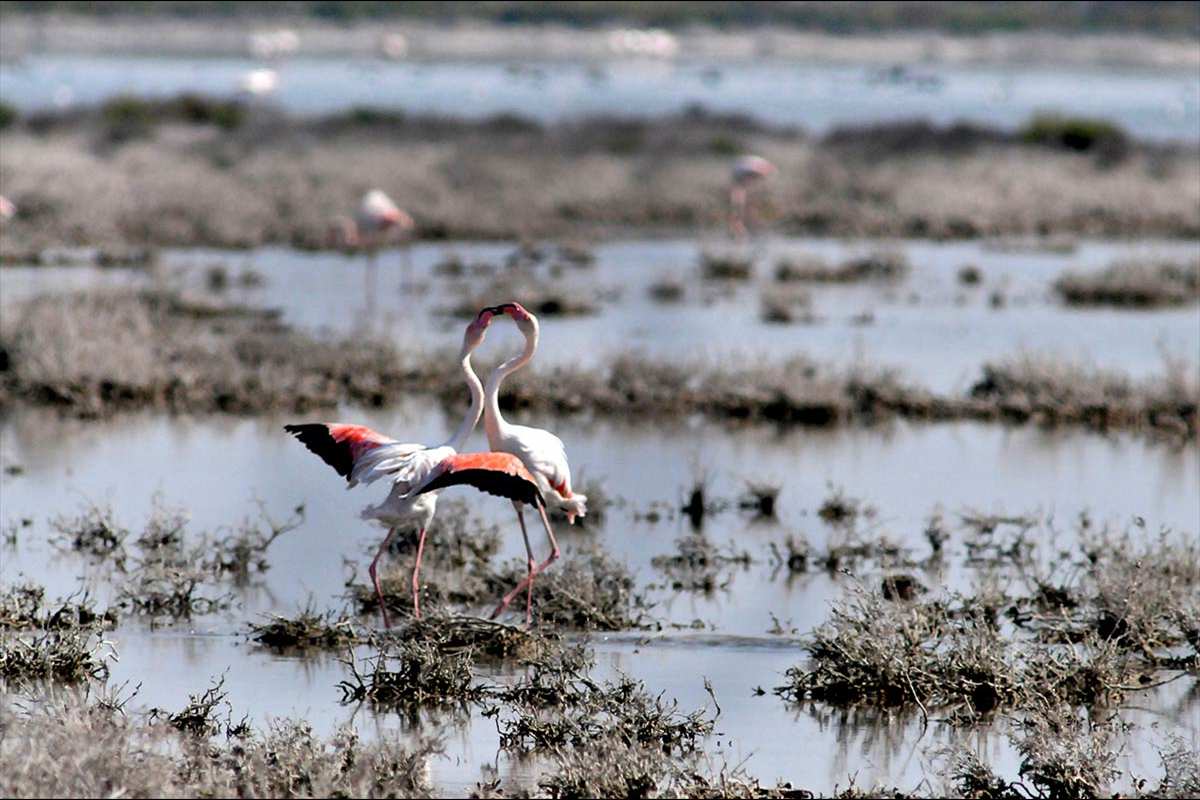 Copula de flamencos