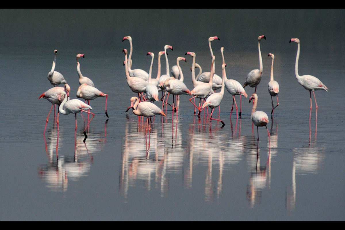 Cortejos de flamencos