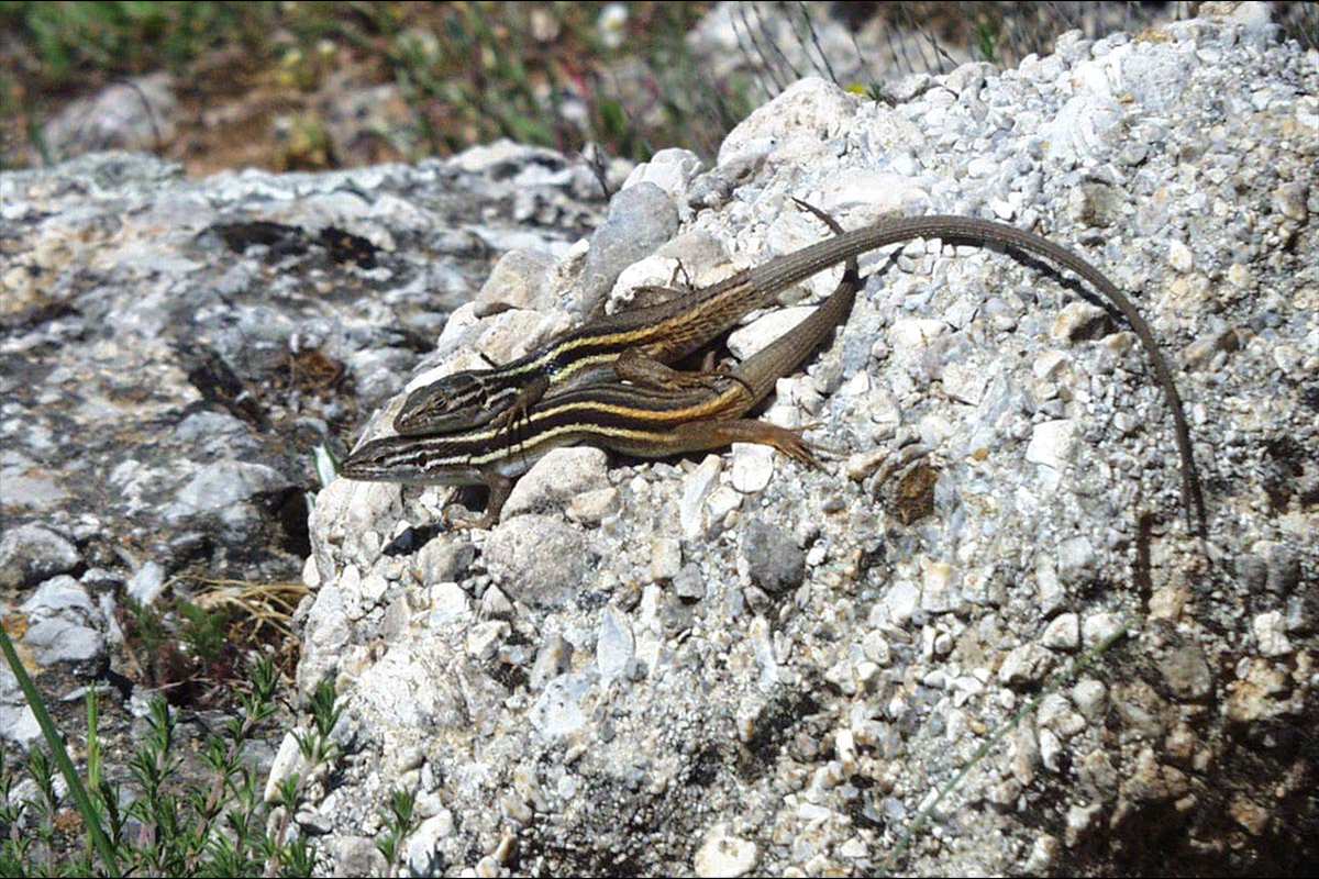 Cópula de psammodromus