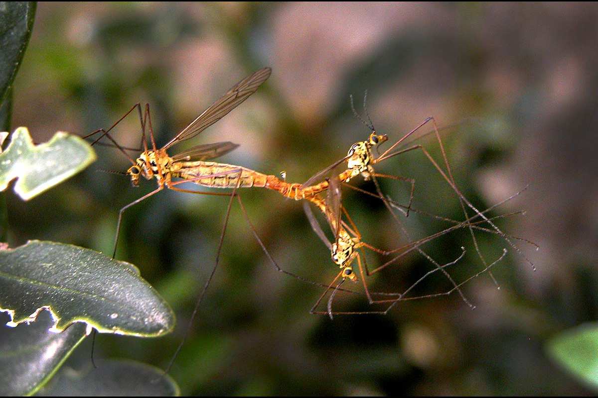 Cópula triple de Tipula oleracea