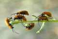 exosomalusitanicum9