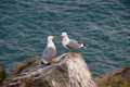 Cortejo de gaviota patiamarilla