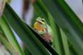 Hyla meridionalis, ranita del sureste, lanza su llamada de cortejo