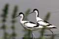 Cortejo de avocetas
