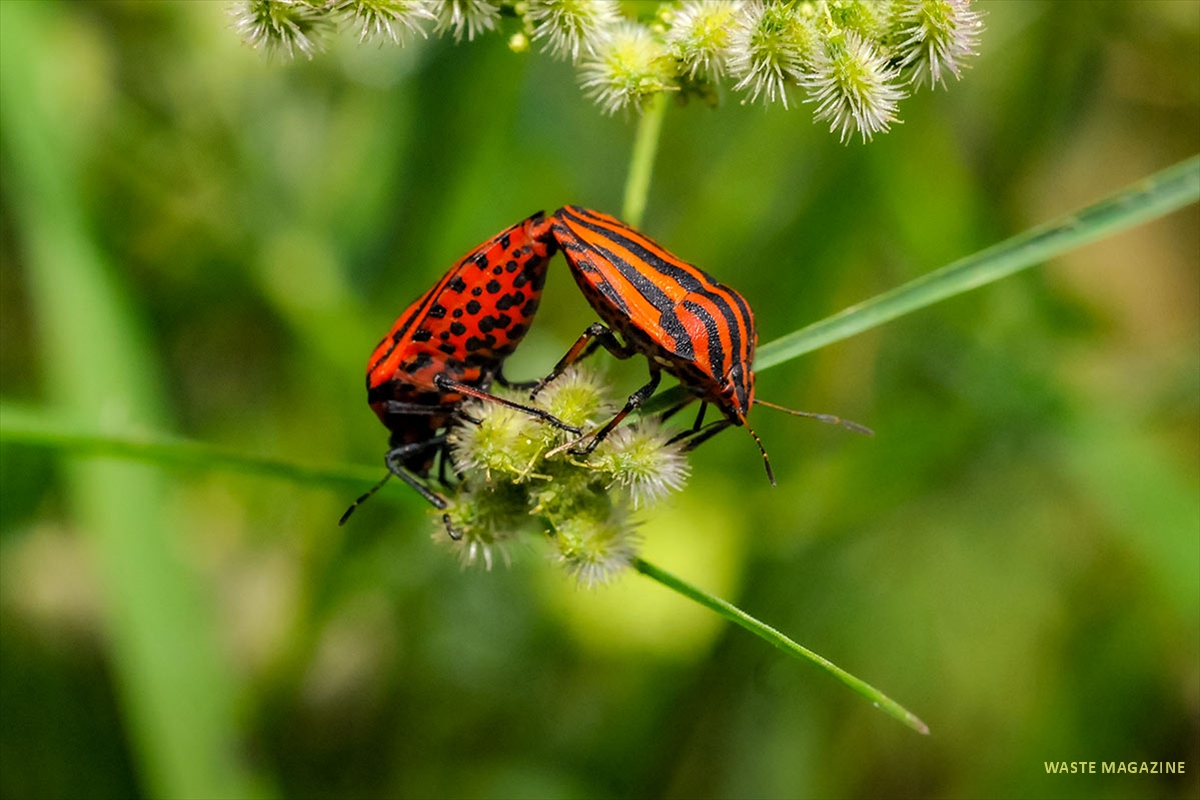 graphosoma84