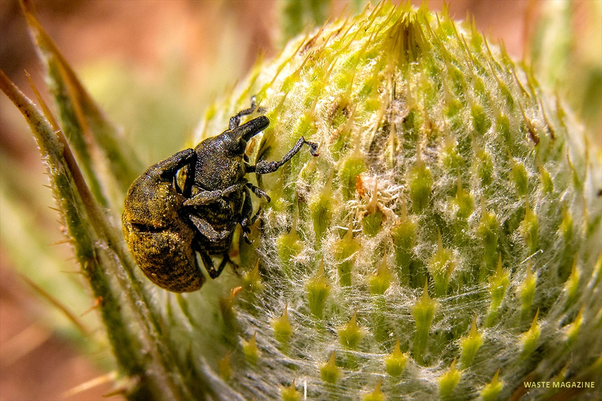 larinus