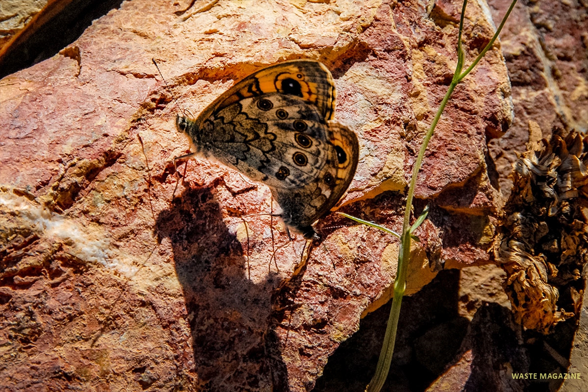 lasiommatamaera5