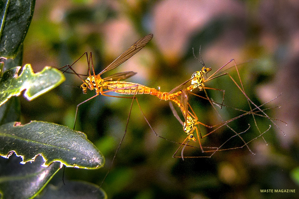 tipula oleracea2
