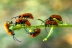 exosomalusitanicum9