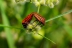 graphosoma84