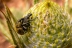 larinus