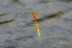 sympetrumfonscolombii5