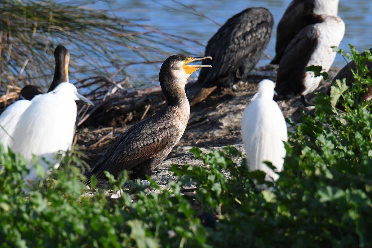 phalacrocorax-arbo367