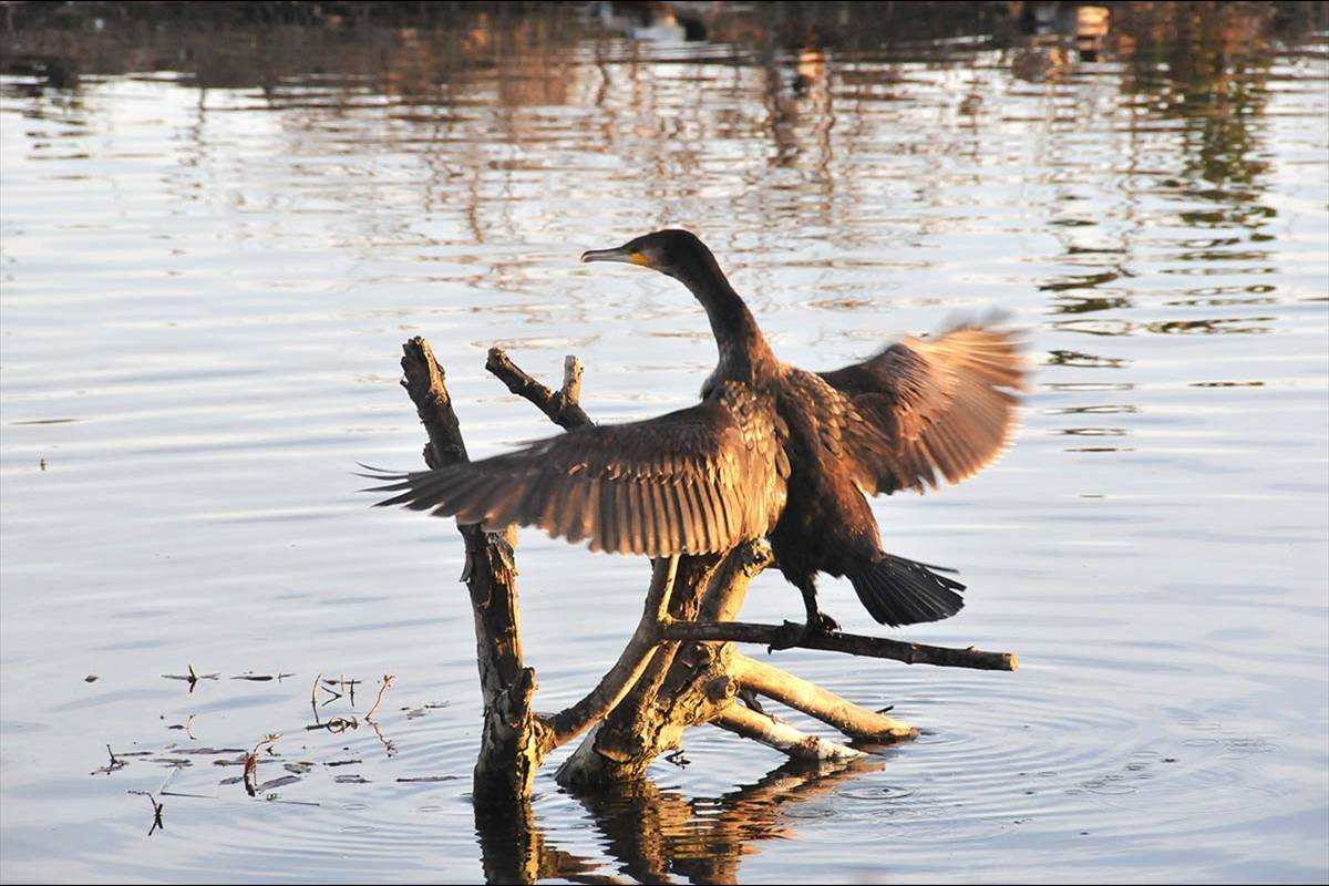 phalacrocoraxcarbo348