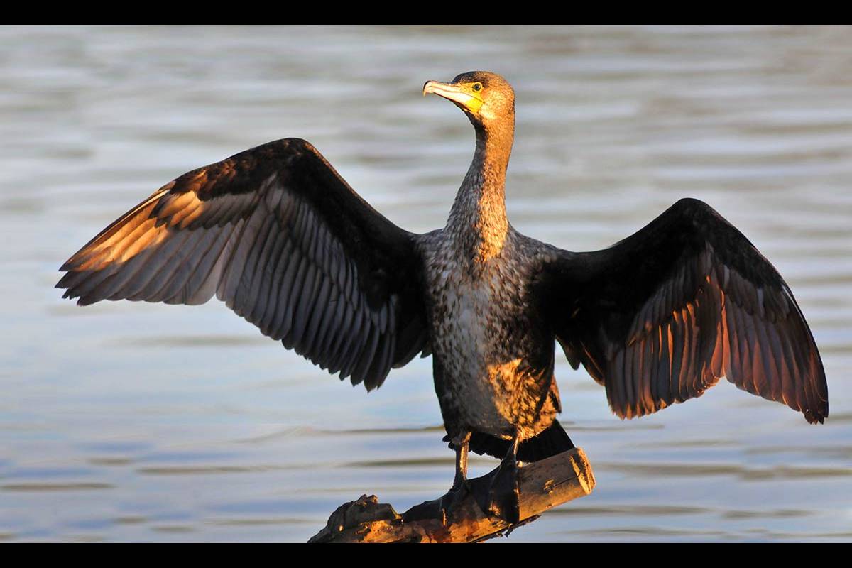phalacrocoraxcarbo355