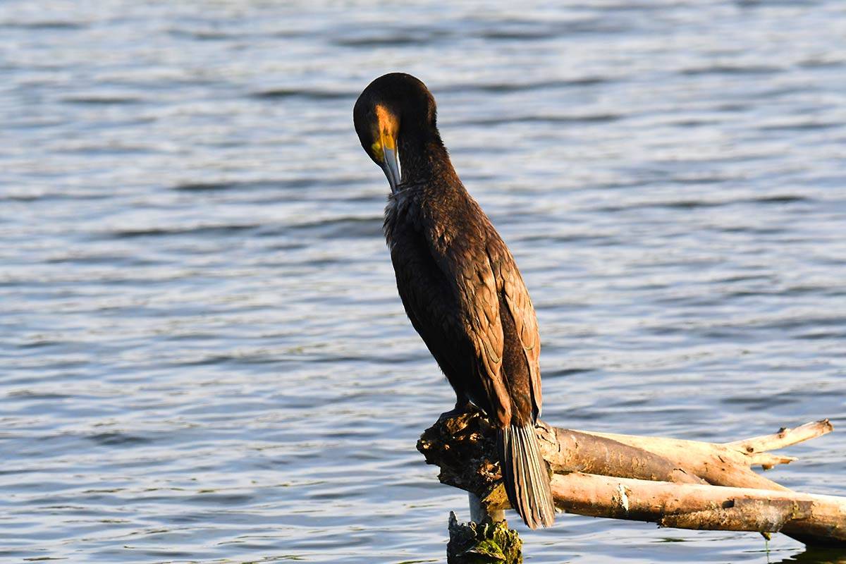 phalacrocorax-carbo39