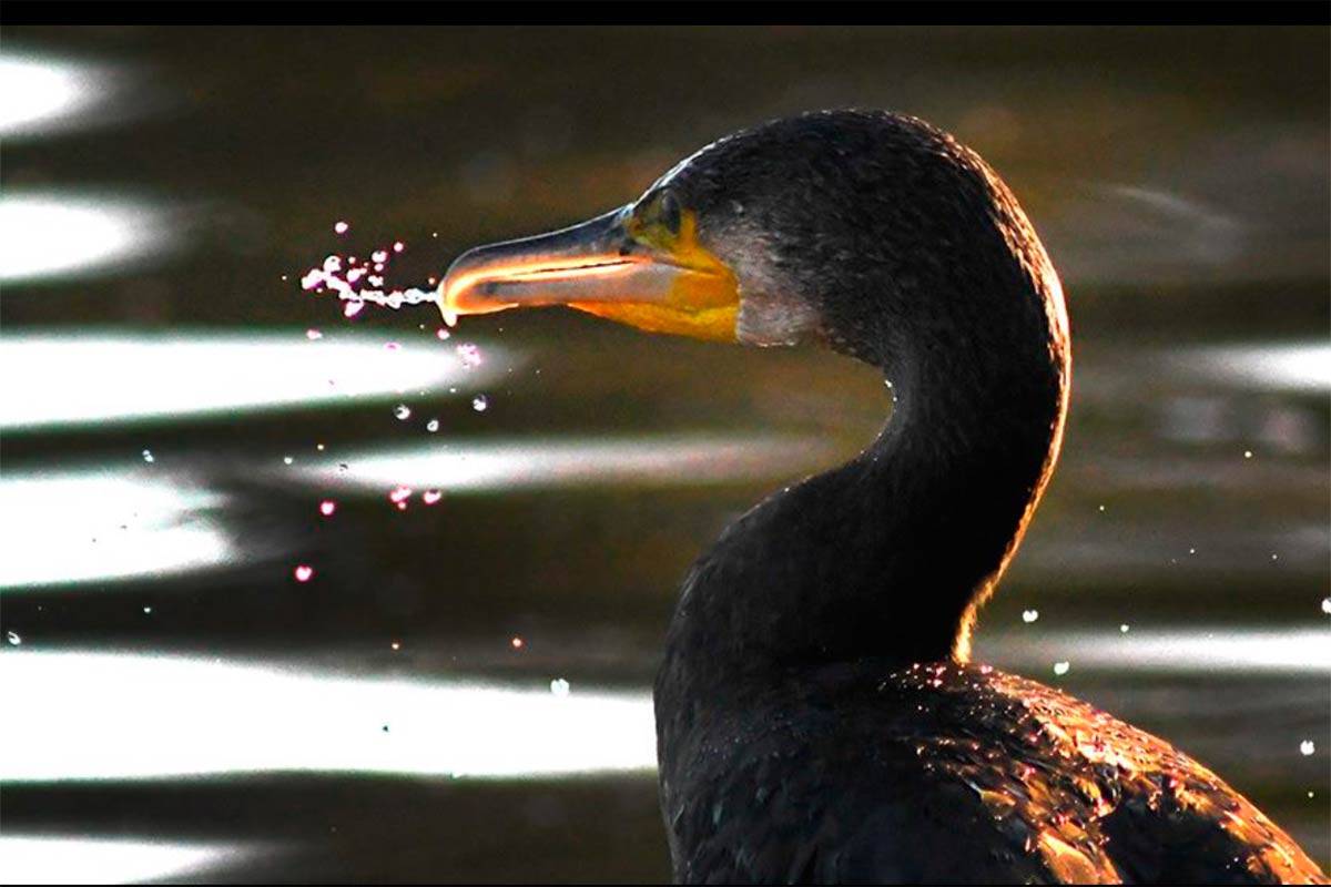 phalacrocorax-carbo-agua