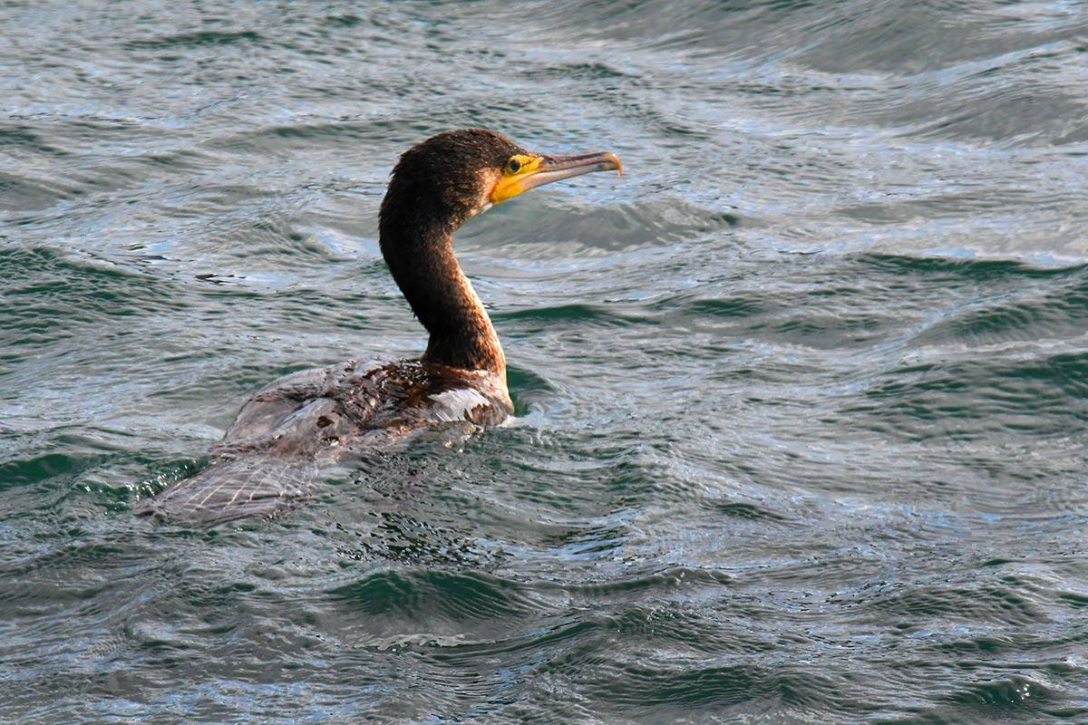phalacrocorax-carbo-cormoran-adra-02