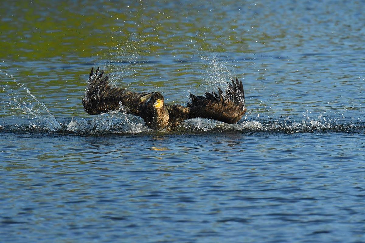 phalacrocorax-carbo-secuencia-02