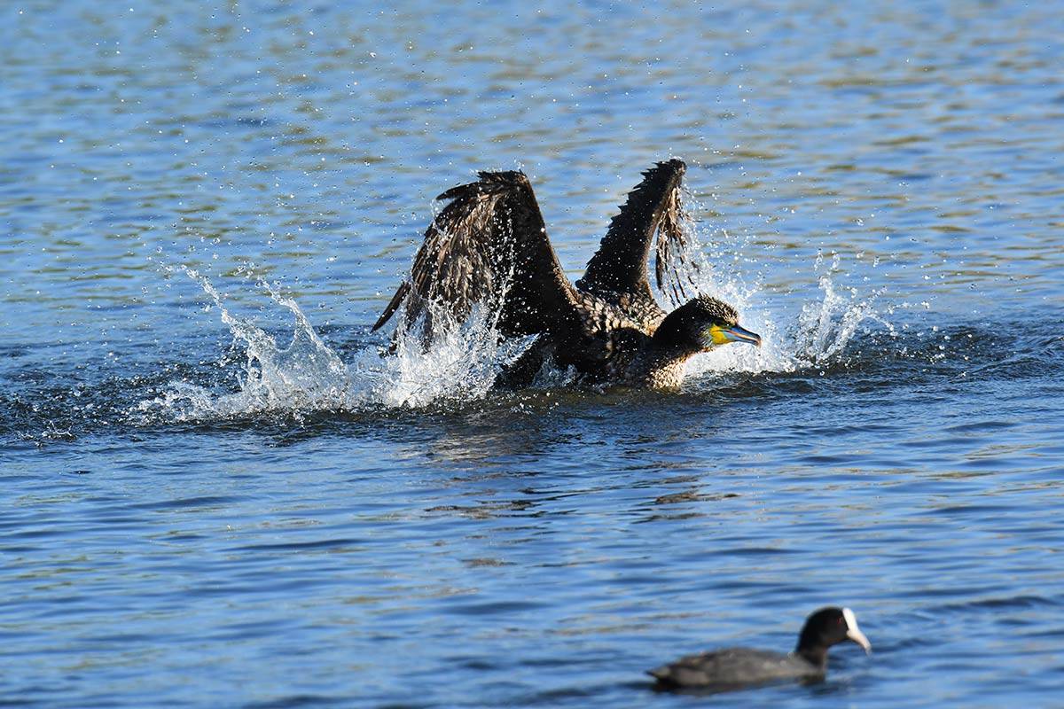 phalacrocorax-carbo-secuencia-08