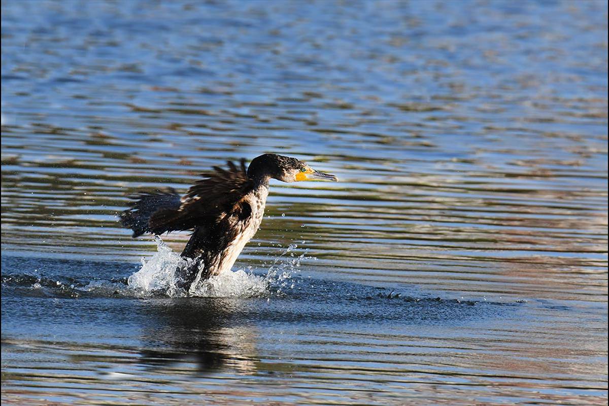phalacrocorax-carbo-secuencia-09