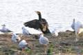 phalacrocoraxcarbo20