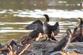 phalacrocoraxcarbo259