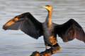 phalacrocoraxcarbo355