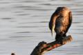 phalacrocoraxcarbo358