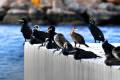 phalacrocorax-carbo-cormoran-adra-13