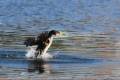 phalacrocorax-carbo-secuencia-09