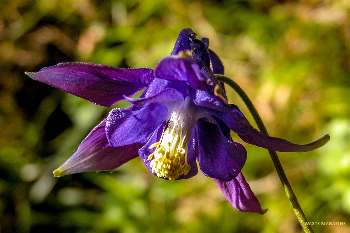 aquilegianevadensis23