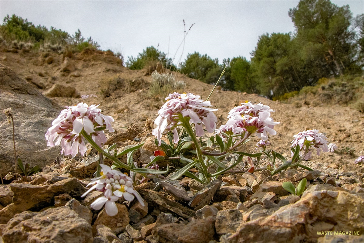 iberiscarnosa9