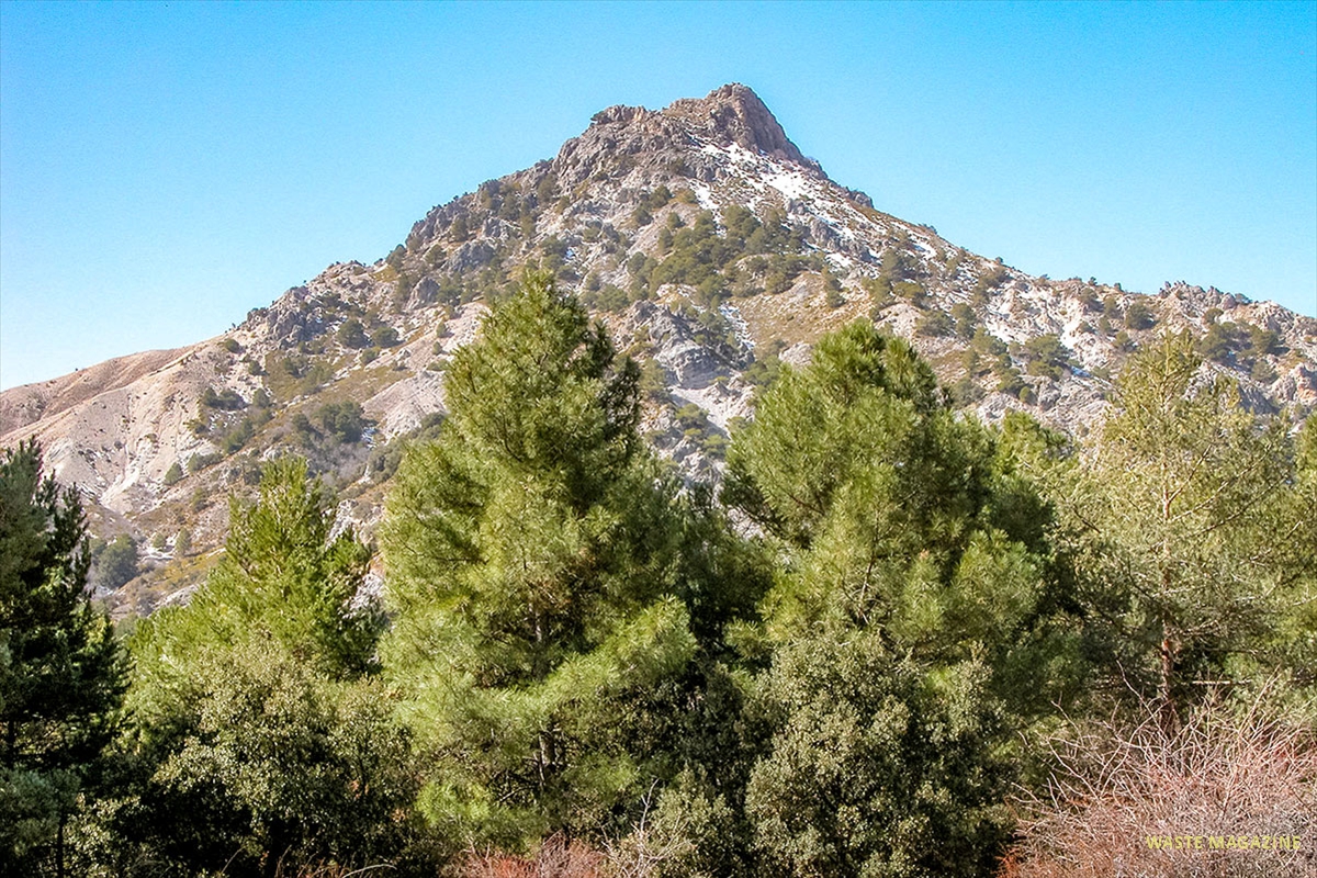 pinares-cortituela