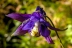 aquilegianevadensis23
