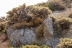 astragalus-brachypodum1