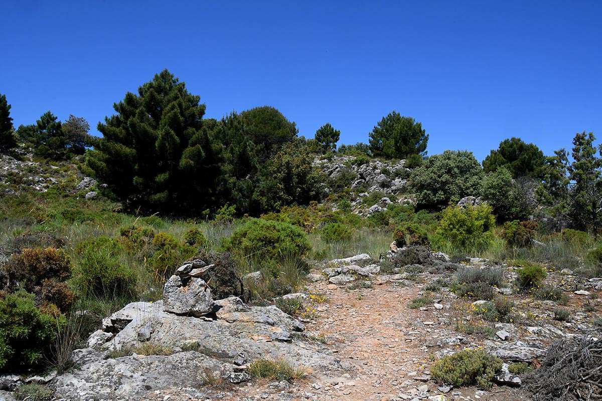 cruz-de-alfacar-ruta-15