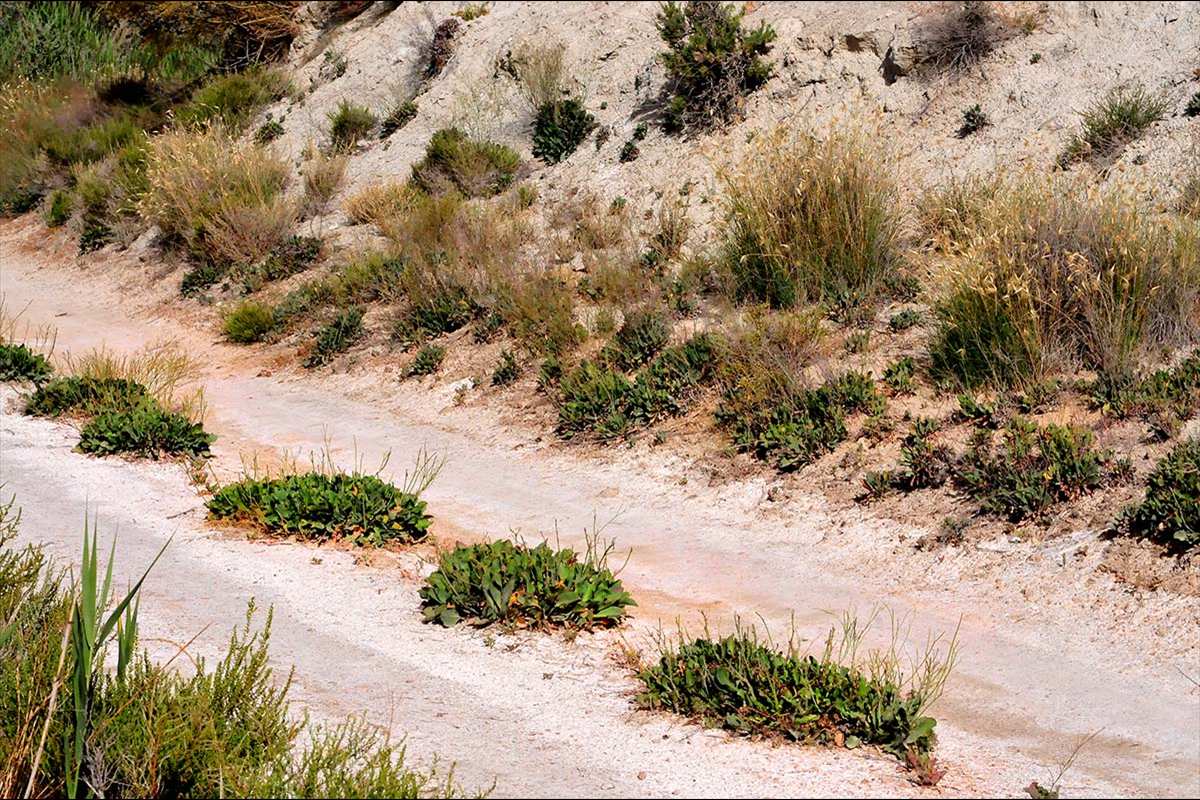 Limonium crecen en las roderas del carril de acceso