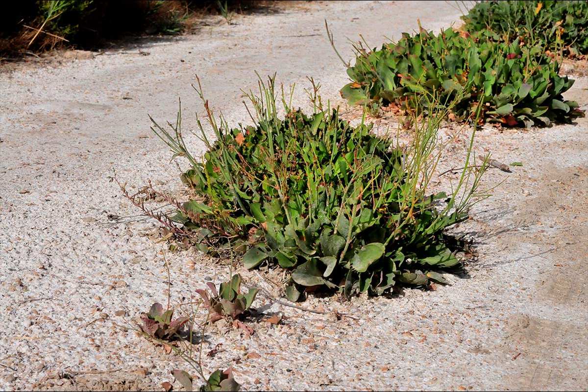 Limonium crecen en las roderas del carril de acceso