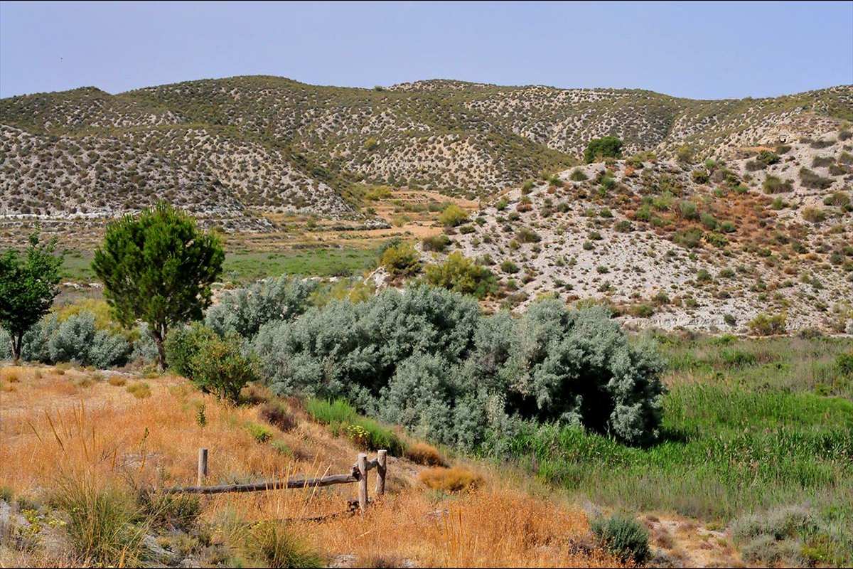 Humedal-saladar de Cúllar, El Margen (Granada)