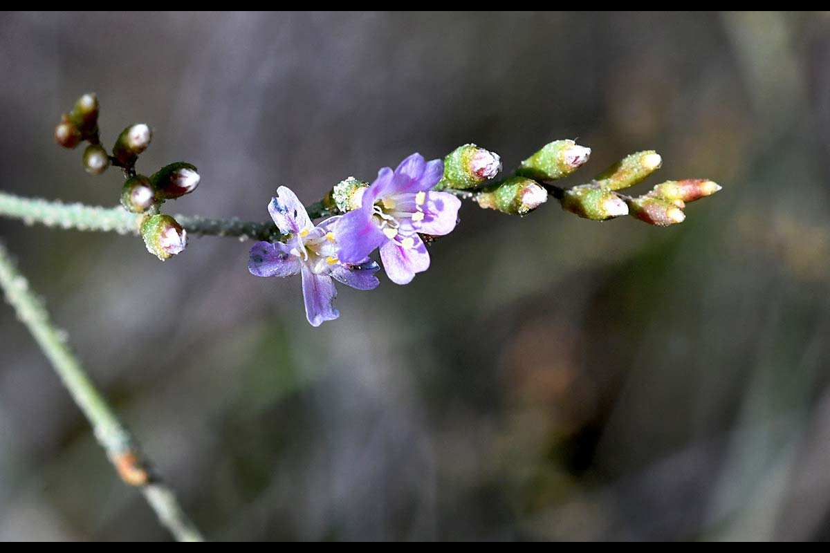 Limonium majus, saladilla de Cúllar