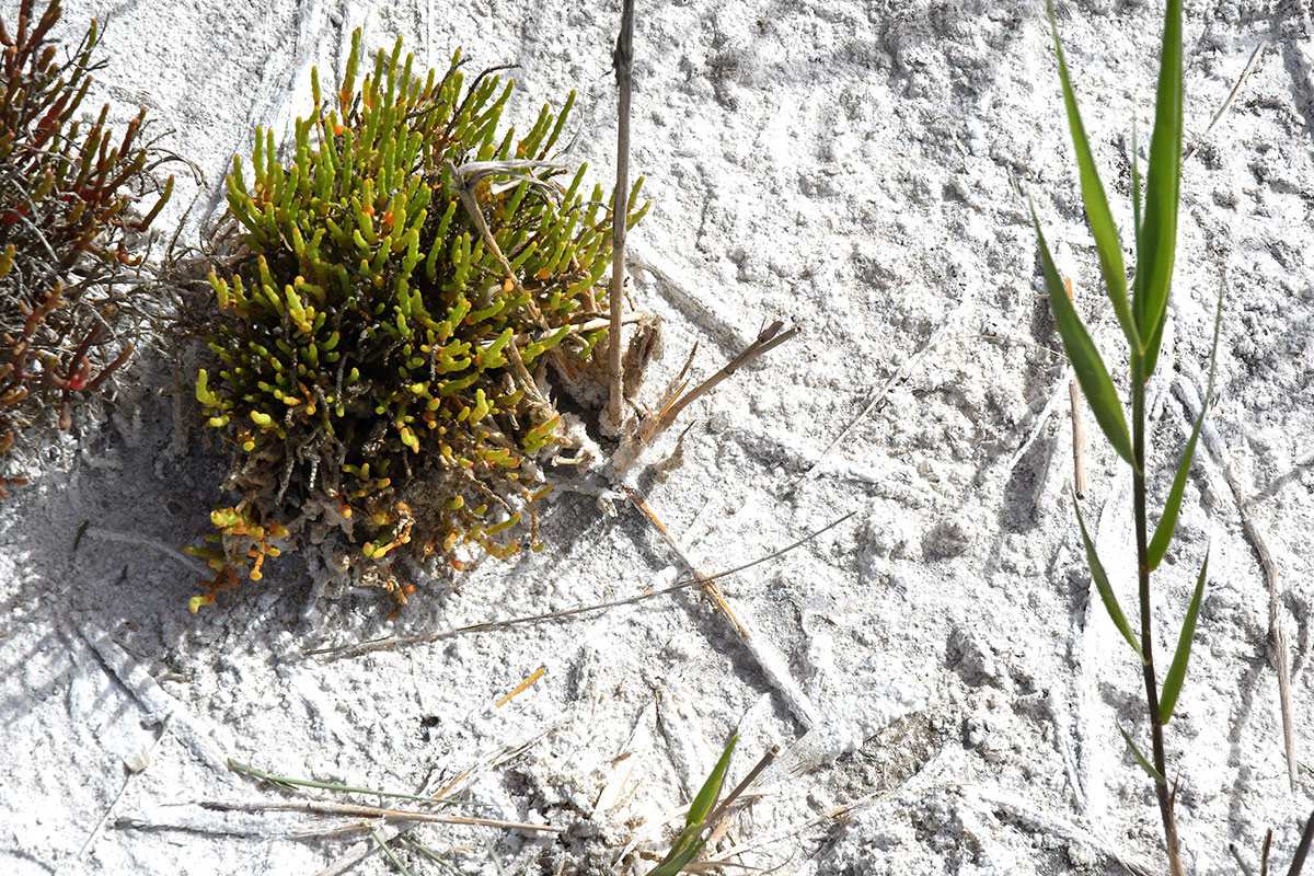 La flora halófita crece entre mineral salino