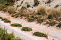 Limonium crecen en las roderas del carril de acceso