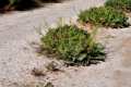 Limonium crecen en las roderas del carril de acceso