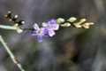 Limonium majus, saladilla de Cúllar