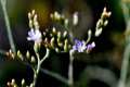 Limonium majus, saladilla de Cúllar