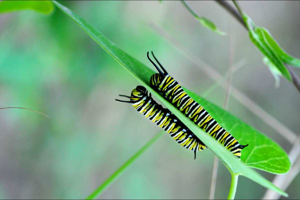 danaus-plexippus-cynanchum-acutum-11