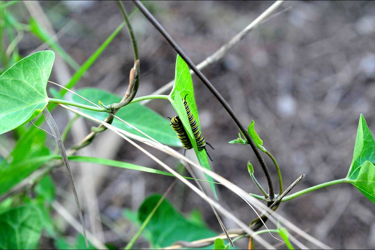 danaus-plexippus-cynanchum-acutum-14