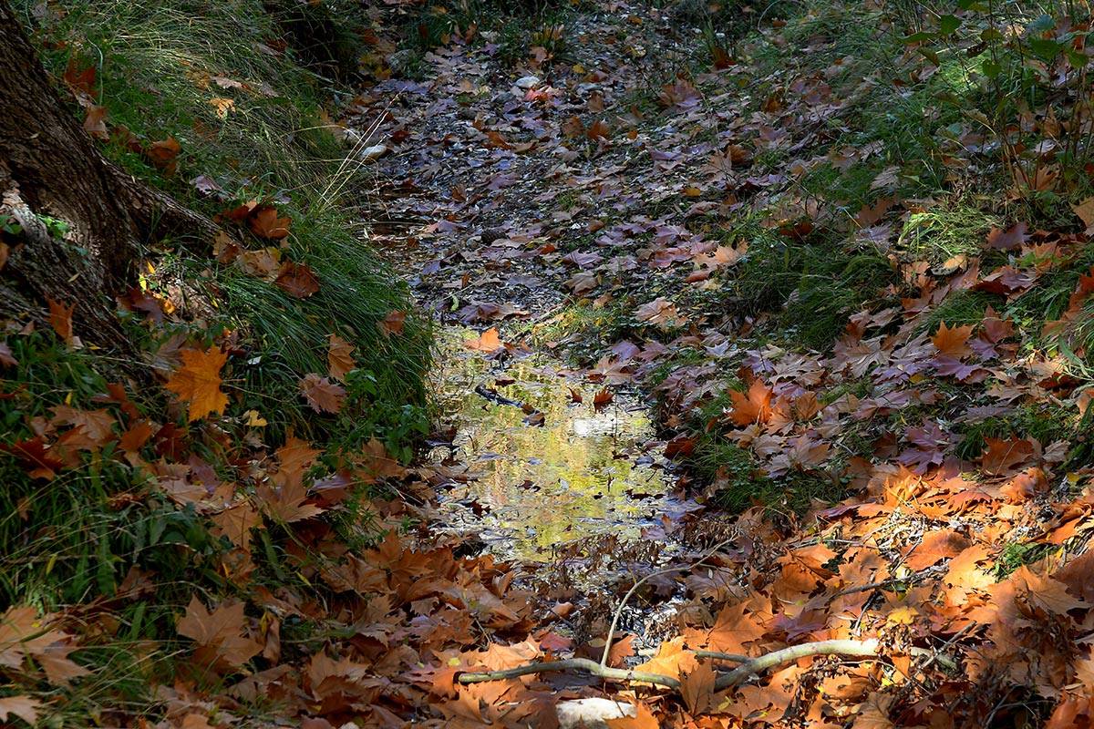 Darro-nacimiento-sendero-018