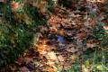 Darro-nacimiento-sendero-012